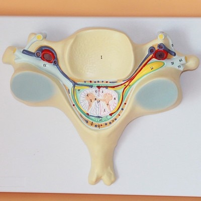 자궁 경부 척추 척추 척추 신경 줌 모델 7.5*32*24 cm 무료 배송